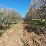 Lavoro terra2